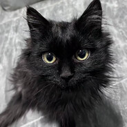 麦昆不在意那个杯子