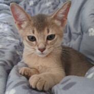 KIN