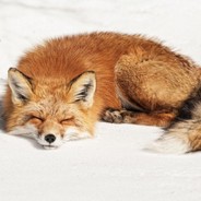 Lazy_Fox