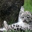 Snowy The Sabre-Toothed Leopard