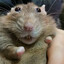 Rat Gaming