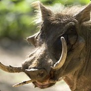 棋癲。字一色呖咕呖咕