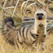 VoxAardwolf