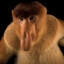 proboscis monkey