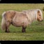 Common Land Pony