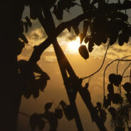 𝓢𝓪𝓴𝓾𝓵𝓪