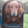 rubber bunnies