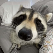 That Raccoon