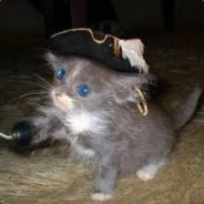 CaptainCat