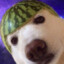 Chum is Fum