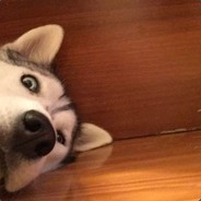 没有人知道的二哈