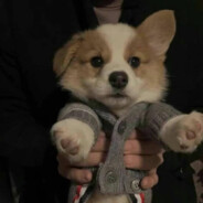 闷骚的四角裤衩