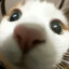 smallcat