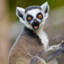 Lemur