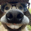 Doggie from Afganistan