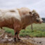 Cuca Gado