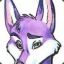 Coyote_Morado