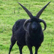 Baphomet - steam id 76561197961172348