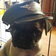 (WOOF)LordofthePug avatar