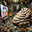 MudHuttBuilder11