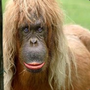 Avatar HL