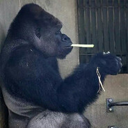Gorilla