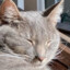 asleepagain