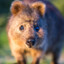 StrayQuokka