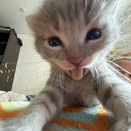 Кудрявая киска