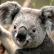 Sloth
