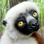 Zoboomafoo [Party Leader]