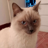 Big Avatar