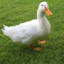 real duck