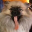 elgiz