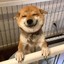 强宝走丢了