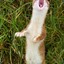 Screech-Weasel