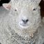 Smirkingsheep