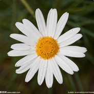 菊花养生会所#CSGO真箱