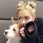 朴彩英的狗狗粉