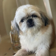 “Sophieee” - steam id 76561198338767011