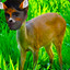 bambi idle