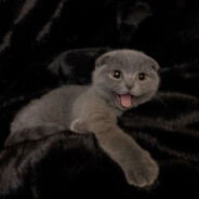 Алина avatar