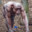 Obelix