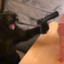 CatMindo88
