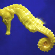 BlueSeaHorse