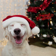 stanE- - steam id 76561198208041543