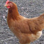 twelfth level rooster