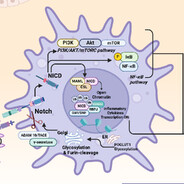 酒柜里的狄俄倪索斯
