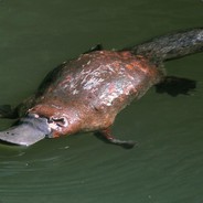 GamingPlatypus