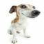 ezdog31312783173